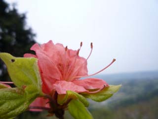 伊豆スカイラインの花1