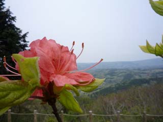 伊豆スカイラインの花2