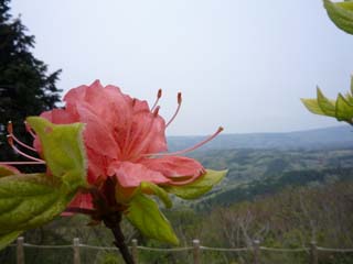 伊豆スカイラインの花２